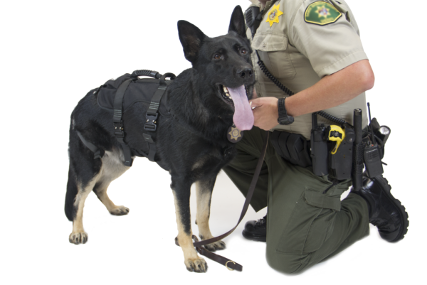 A police officer kneeling down with his K9 PROSERIES® RAPPEL HARNESS.