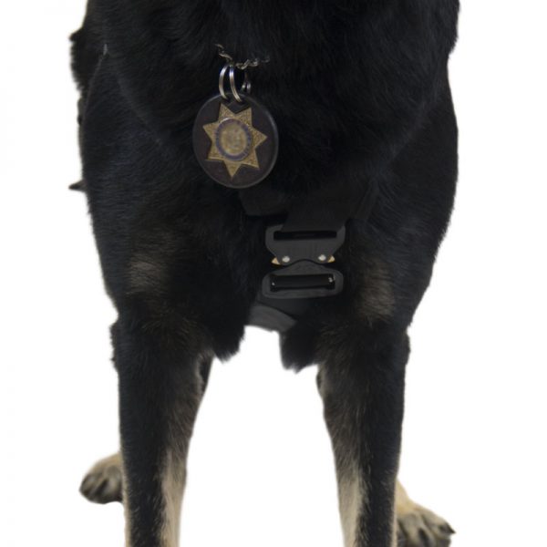 A black dog with a Heavy Rescue Organizer, ORG, CMC on his collar.